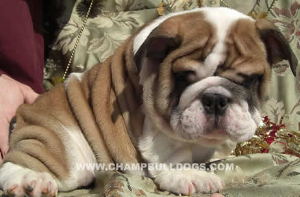 English Bulldog puppies for sale